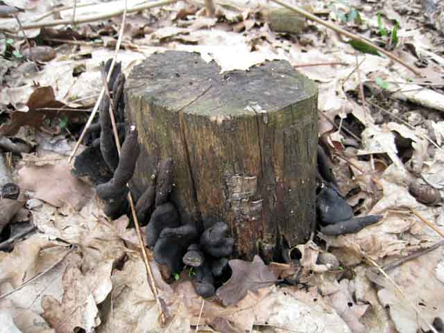 Tra vecchi Aphyllophorales e primordi primaverili